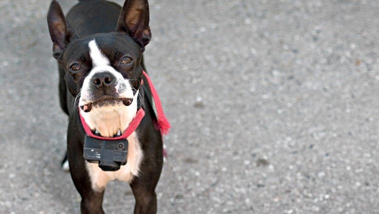 A young Boston Terrier dog looking intently out of curiosity.