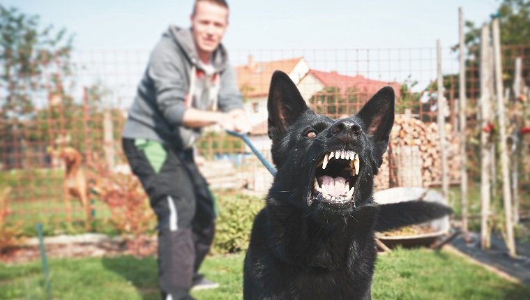 Aggressive dog is barking. Young man with angry black dog on the leash.