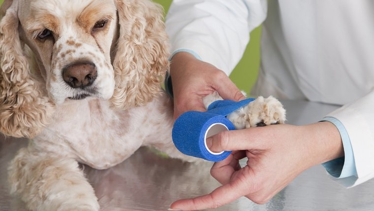 Dog at the vet's