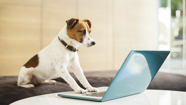 Dog working on laptop in office