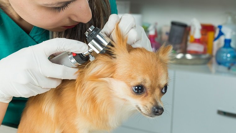 Pritty dog getting a checkup at the veterinarian office