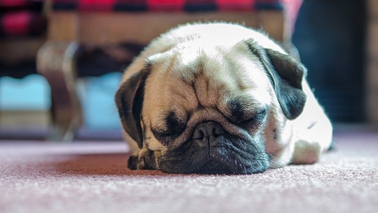 Sleeping pug in Breckenridge