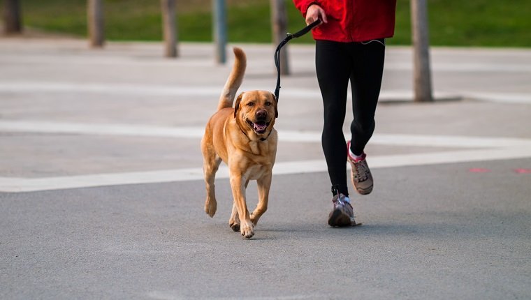 Pet and owner connected. Man running along a dog in an urban park.