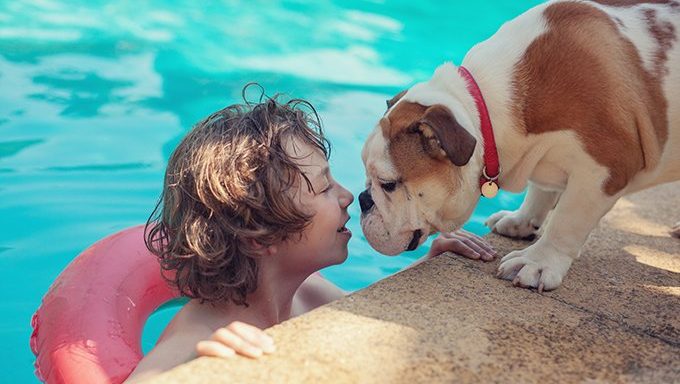 bulldog by the pool