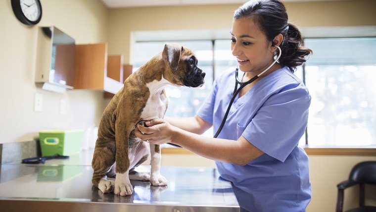 Vet examing boxer puppy