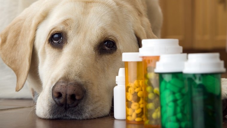 Labrador dog lying next to bottle of pills and medication, close-up