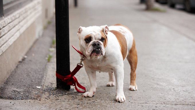 bulldog tied to pole