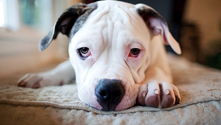 White American bulldog.