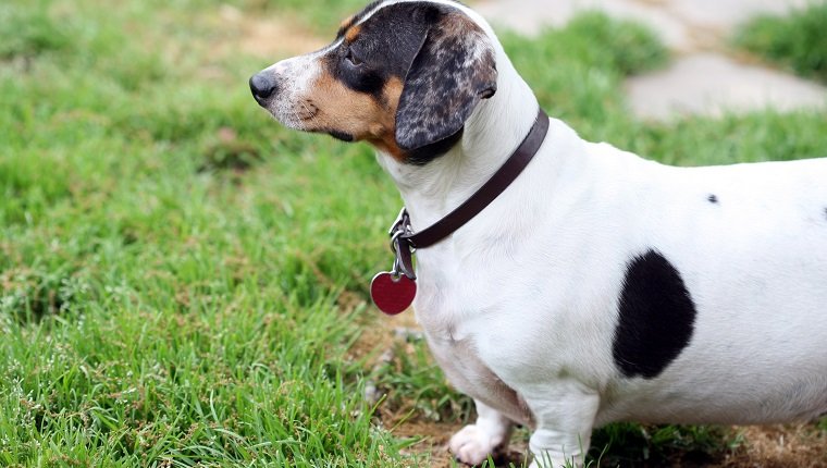 Uncommonly seen white beagle face piebald dachshund.