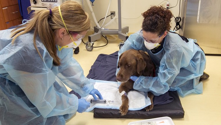 NEWMARKET, ON - MAY 15: Six-year-old chocolate Labrador Retriever, Oliver, is given chemotherapy during visit at 404 Veterinary Referral Hospital in Newmarket. An overview of veterinary care in Canada which kicks off a series of stories by various reporters on such issues as cancer and pet insurance. (Andrew Francis Wallace/Toronto Star via Getty Images)