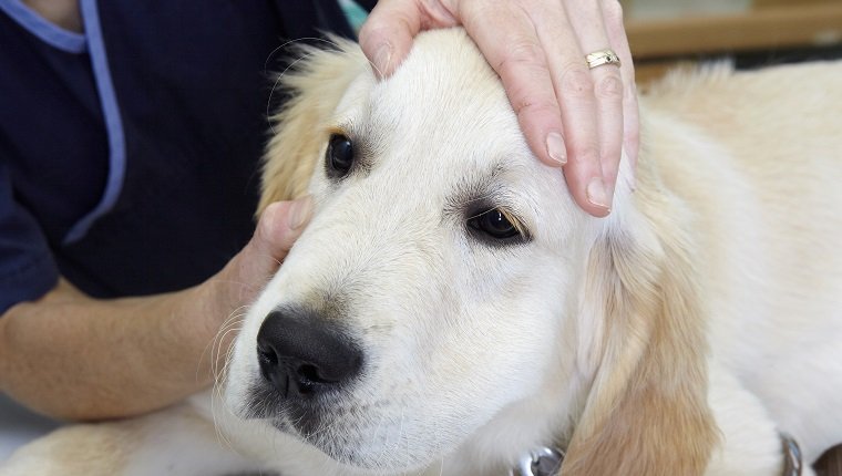 Labrador puppy being checked over by a vet. Checking eyes