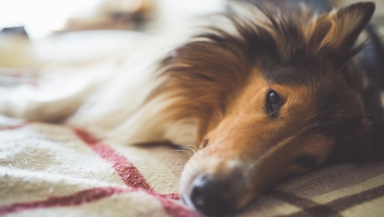 Scotland shepherd dog lying on a bed indoors