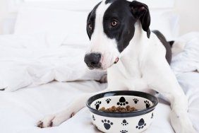 Dog Great Dane eating in bed