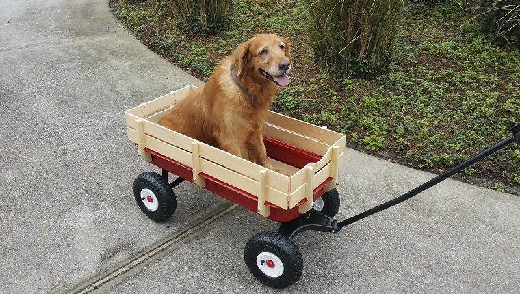 This is taken of my elderly dog Cali riding in her Wagon. She had bad hips.