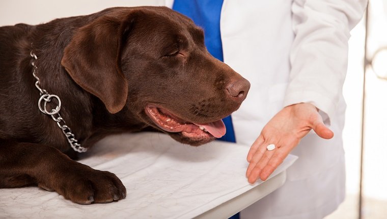 Closeup of a female veterinarian giving a pill to a brown labrador in a clinic