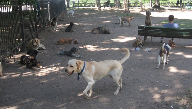 dog park