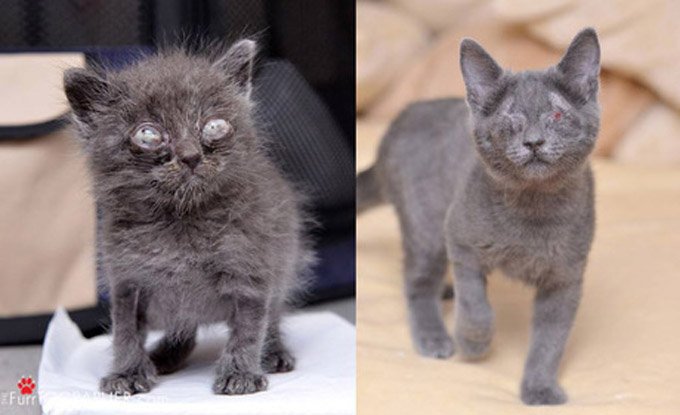 He adopted a blind cat. (Photo Credit: TheFurrTOGRAPHER.com)