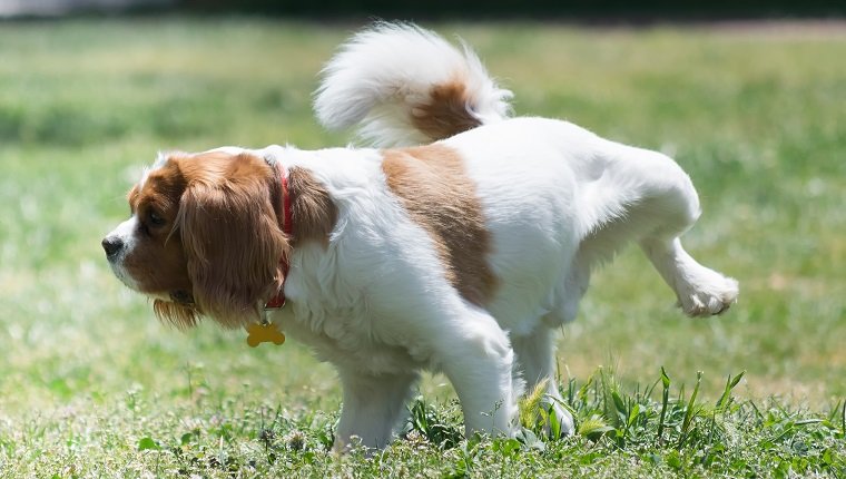 Dog peeing in the park.