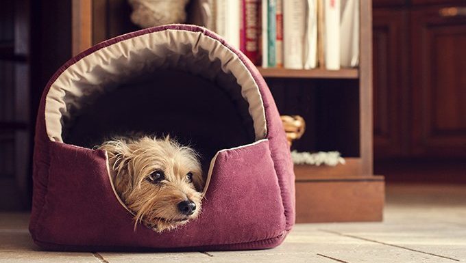 dog lying in bed