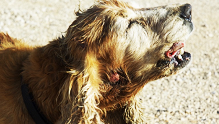 Alone street dog in Greece