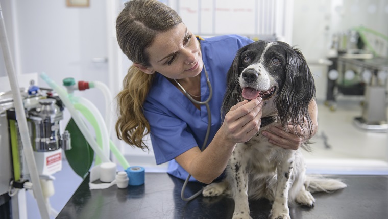 Portrait of veterinary nurse with dog on table in veterinary surgery