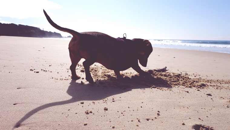 Dachshund Digging Sand At Beach