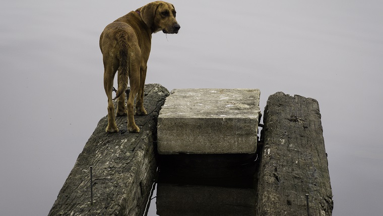 Lone Dog on WatchLone Dog on Watch