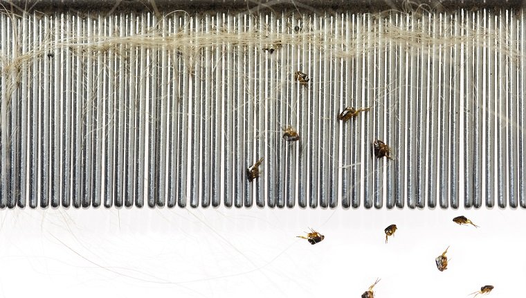 Dog Fleas on a Flea Comb after combing them off of a dog, against a white background