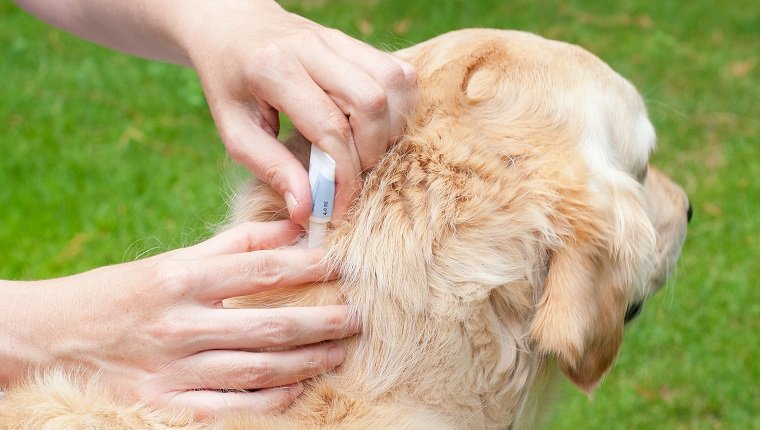 Tick prevention for Dogs with a Spot-On