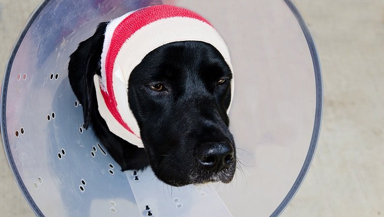 black lab after surgery for a pinna hematoma with bandages around head and a protective collar.