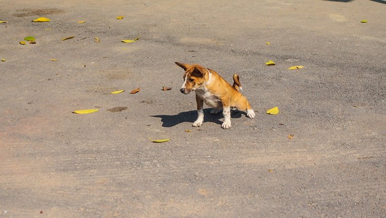 Puppy pee on a cement floor.