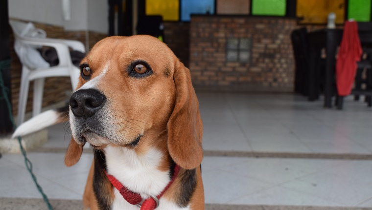 Close-Up Of Dog