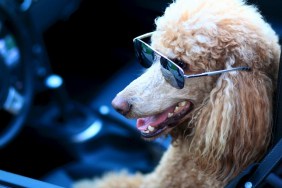 Standard Poodle dog driving car.