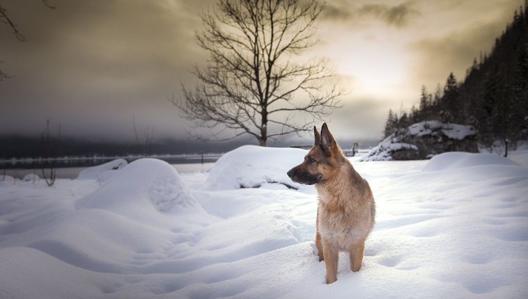 Austria, Styria, German shepherd at Lake Altaussee in winter