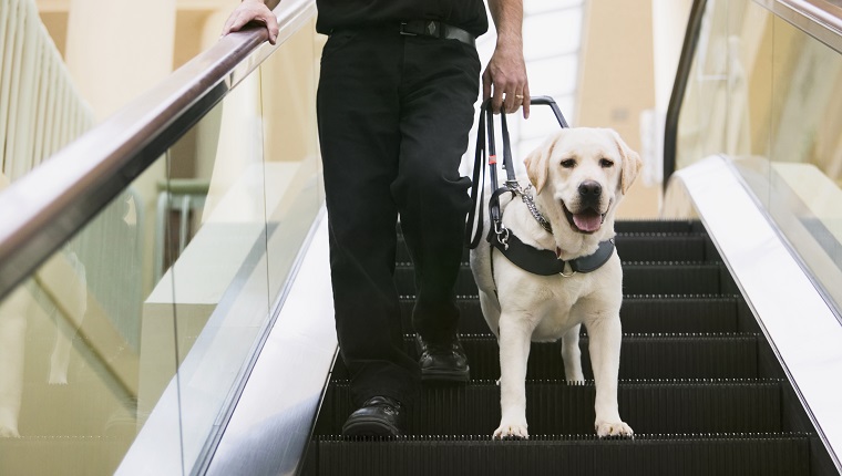 Guide Dog with Owner on Escalator