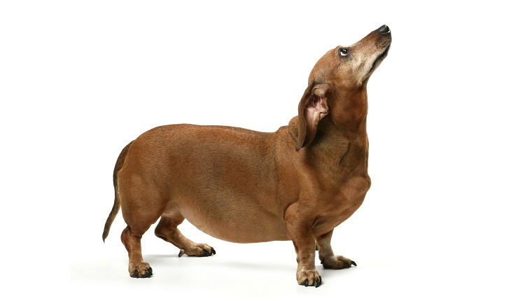 Dachshund