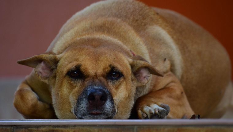 Good healthy brown hair dog sleeping in front of home. 