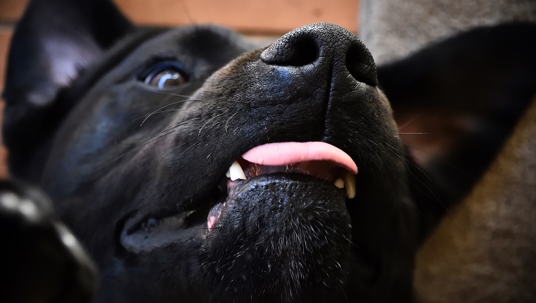 A close up of a Labrador enjoying a belly rub