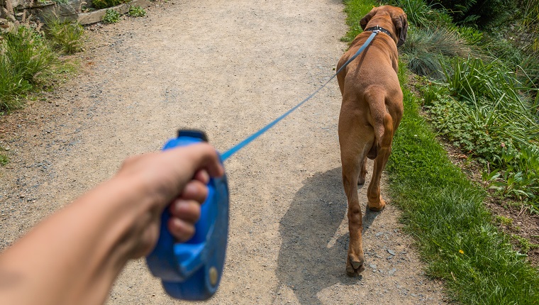 Man Walking Dog