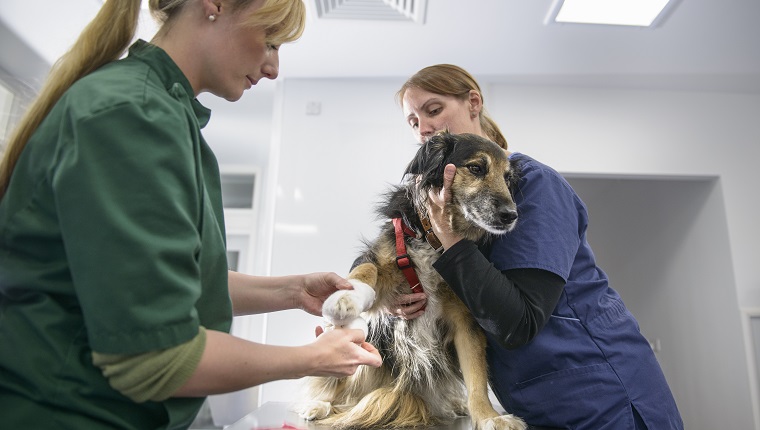 Vets bandaging dog's paw on table in veterinary surgery