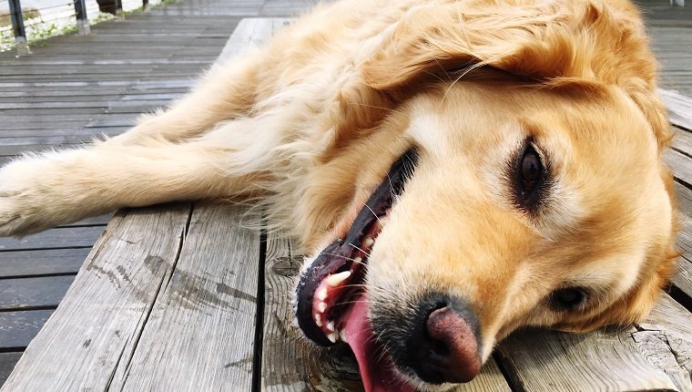 Close-Up Portrait Of Dog