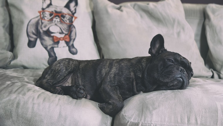 Dog resting on sofa