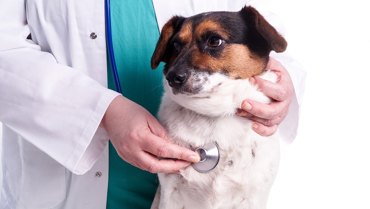 Vet with dog, sick dog visits the animal Doctor who does the examination, isolated on white