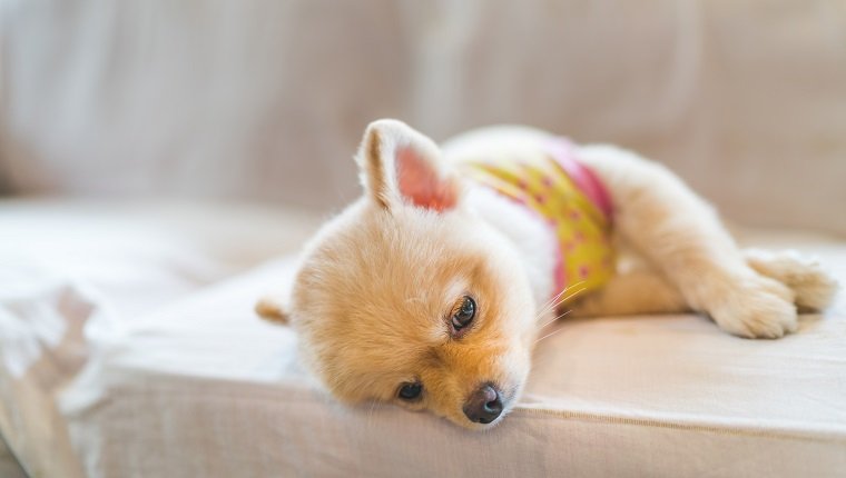 Tired and sleepy pomeranian dog wearing t-shirt, sleeping on sofa, with copy space, concept of hanging over or Monday work