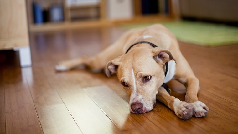 Pensive dog, copy space.