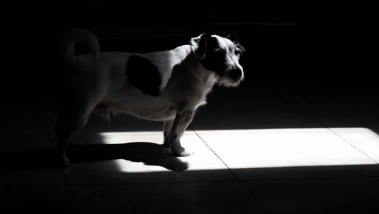 Dog In Darkroom At Home