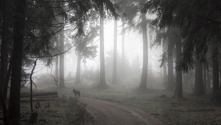 Herbstnebel im Naturpark Hochtaunus Taunus, Hessen, Deutschland Buchen