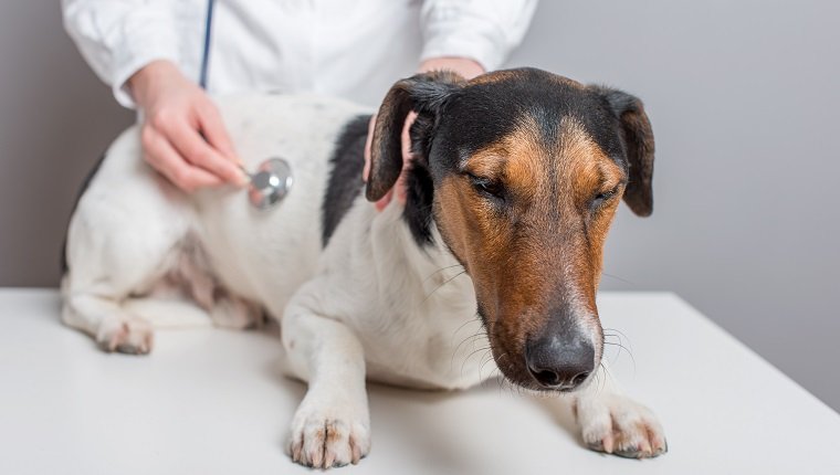 Help Me I'm A Sick Dog! Vet examining dog.