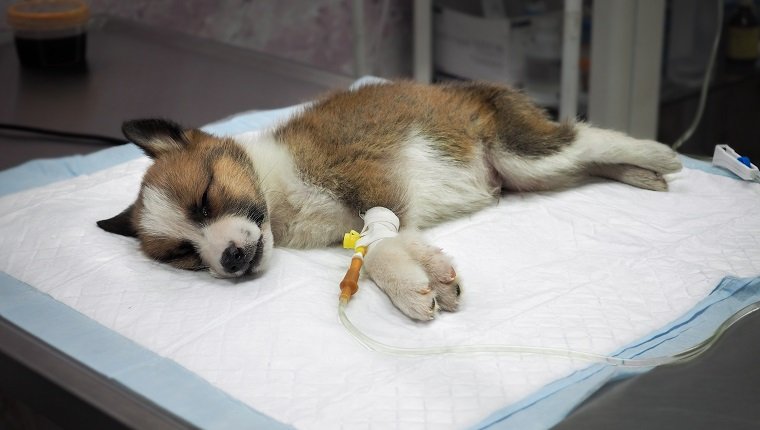 Illness puppy with intravenous anything on the operating table in a veterinary clinic