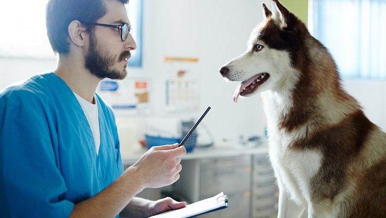 Young veterinarian talking to his patient